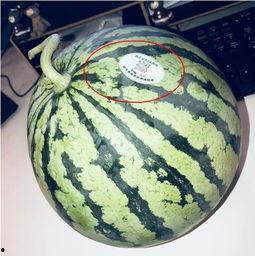 所有网红吃瓜视频大全,揭秘热门事件幕后真相