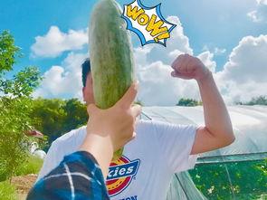 近期热门吃瓜网红,揭秘近期热门吃瓜网红背后的故事