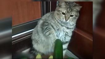 网红小猫吃瓜图片